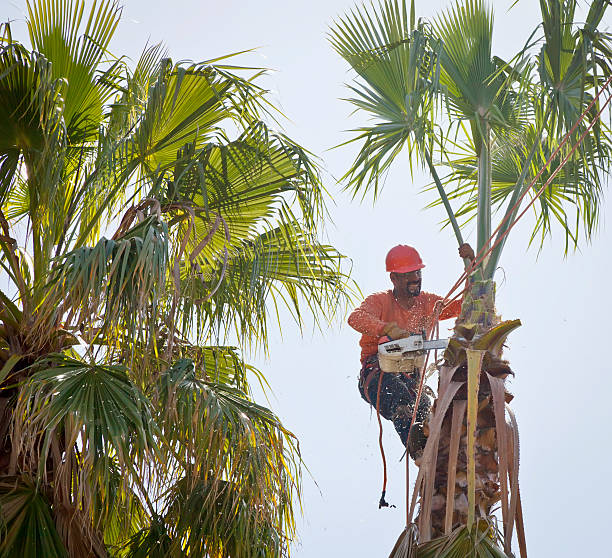 Best Affordable Tree Cutting  in Robinson, TX